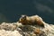 Sunbathing Marmot