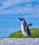 A sunbathing penguin standing on a rock on a summer day with a blue sky background and copy space. An arctic animal or