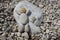 Sunbathing and relax concept with pebbles composition over a rock