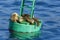 Sunbathing sea lions on a buoy