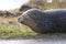 Sunbathing seal on the grass