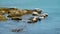 Sunbathing seals at the shore of Sakhalin island, Russia