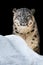 Sunbathing Snow Leopard