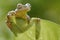 Sunbathing tree frog