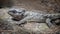 Sunbathing Tuatara