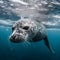 Sunbathing Weddell Seal in Antarctica