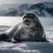 Sunbathing Weddell Seal in Antarctica