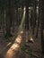 Sunbeam into dark fir tree forest