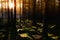 Sunbeam deep in forest in VÃ¤rmland