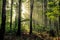 Sunbeam Through Enchanted Michigan Forest Landscape