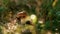 Sunbeam forest mushroom growing in light autumn macro view grass. Fall mood.