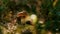 Sunbeam forest mushroom growing in light autumn macro view grass. Fall mood.