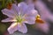 A sunbeam illuminates the pistil and stamens of one of the delicate flowers of a succulent plant