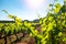 Sunbeam illuminating healthy green vineyard leaves