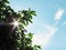 Sunbeam through the leaves of mango tree