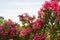 Sunbeam Passing Azalea flowers