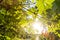 Sunbeam shining through green maple leaves in the afternoon