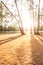 Sunbeam shining through pine forest at sunset, abstract shadow of pine trees on the brown fields. Scenery seaside in winter