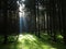 Sunbeam into spruce forest