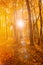 Sunbeams In Autumn Forest. Rich And Saturation Colors. Bright Autumn Forest During Beautiful Sunset Evening. Sun