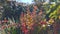 Sunbeams on colorful bushes with ripe red berries