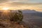 Sunbeams creep over the horizon of Zion National park in Southern Utah and shine on a juniper tree on the rim of Smith`s mesa.