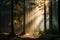 Sunbeams Through Dense Woods in Morning