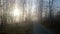 Sunbeams entering coniferous forest on a misty autumnal morning