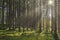 Sunbeams in a fir forest in Dolomites, italian Alps. South Tyrol, Italy