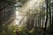 Sunbeams, forest road and misty morning