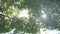 Sunbeams and fresh green leaves on a tree crowns in forest