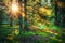 Sunbeams in green forest. Sunny forest nature. Sunlight through trees. Autumn forest landscape in the morning on sunrise.