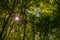 Sunbeams through green treetops, Velbert