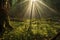 sunbeams illuminating a serene forest floor