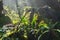 Sunbeams in the misty forest with rock, green leaves