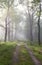 Sunbeams over path in green forest