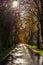 Sunbeams over a wet road after rain in autumn