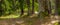 Sunbeams passing through fir and cedar trees in a forest. A bench and a wooden table seen on the left. Panorama