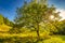 Sunbeams penetrating through the crown of a deciduous tree at su