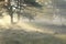 Sunbeams between pine trees in foggy morning