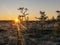 Sunbeams pour through pines in misty swamp