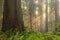 Sunbeams in redwood forest