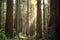 Sunbeams in the Redwoods, Jedediah Smith State Park, Redwoods National Park, California