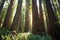 Sunbeams in the Redwoods, Jedediah Smith State Park, Redwoods National Park, California