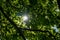 Sunbeams shine through the canopy of leaves with juicy green foliage