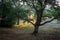 Sunbeams shine through trees in forest