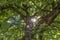 Sunbeams shining through the canopy of an apple fruit tree in a garden, Germany