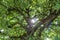 Sunbeams shining through the canopy of an apple fruit tree in a garden, Germany