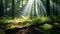 Sunbeams Shining through Natural Forest of Beech Trees