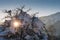 Sunbeams shining through snow covered tree